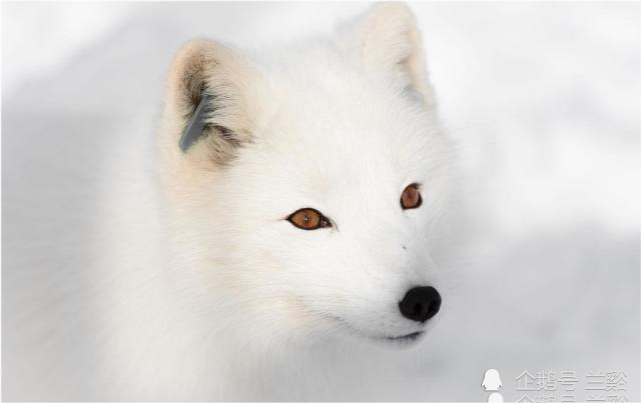 大唐酒泉太守与千年狐仙的秘密事