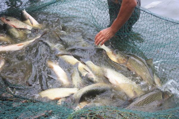 黃河每日有大量淡水魚入海它們究竟去了哪如何存活的