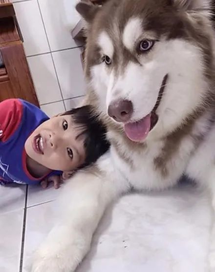 哈士奇遇上熊孩子,接下来的画面……累成死狗了,笑喷!