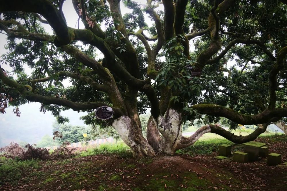 我为群众办实事|合江检察:为五百年"荔枝王"筑起检