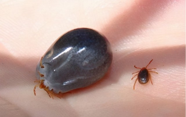 但夏天除了注意防蚊之外,还有一种虫子尤其要注意防护——蜱虫.