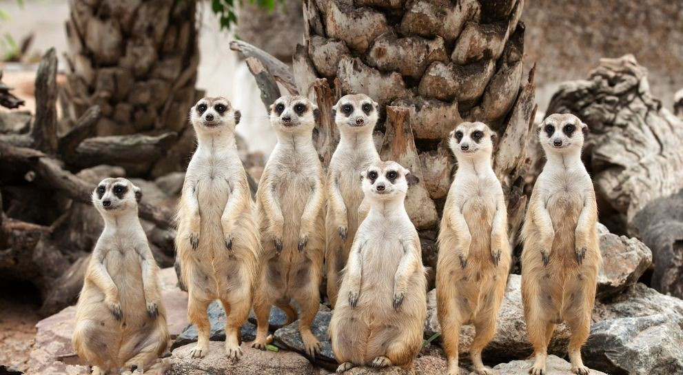 非洲狐獴的母系社会只有头领能繁育后代其他都是保姆