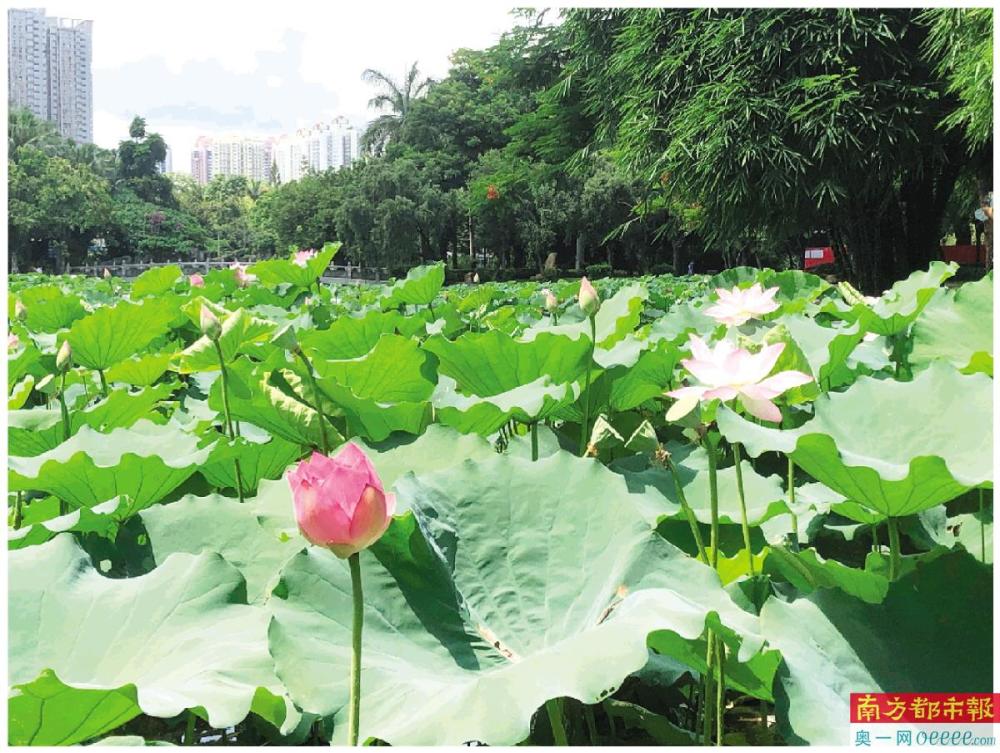 洪湖池畔,