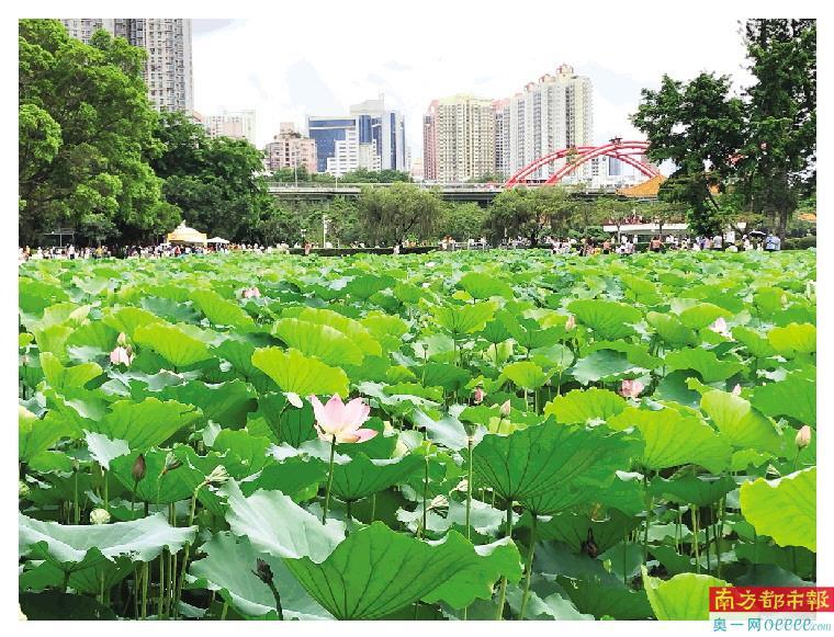 洪湖池畔,