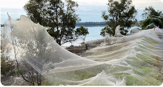 蜘蛛网覆盖了整个乡村|澳大利亚_社会|蜘蛛|吉普斯兰|维多利亚州|肯