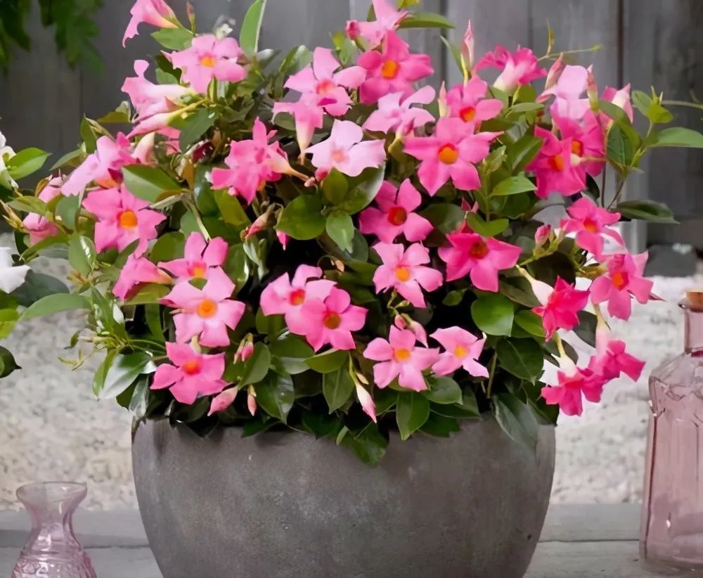 夏天给盆栽花卉浇水很头疼,做好"两步",花草状态好更精神