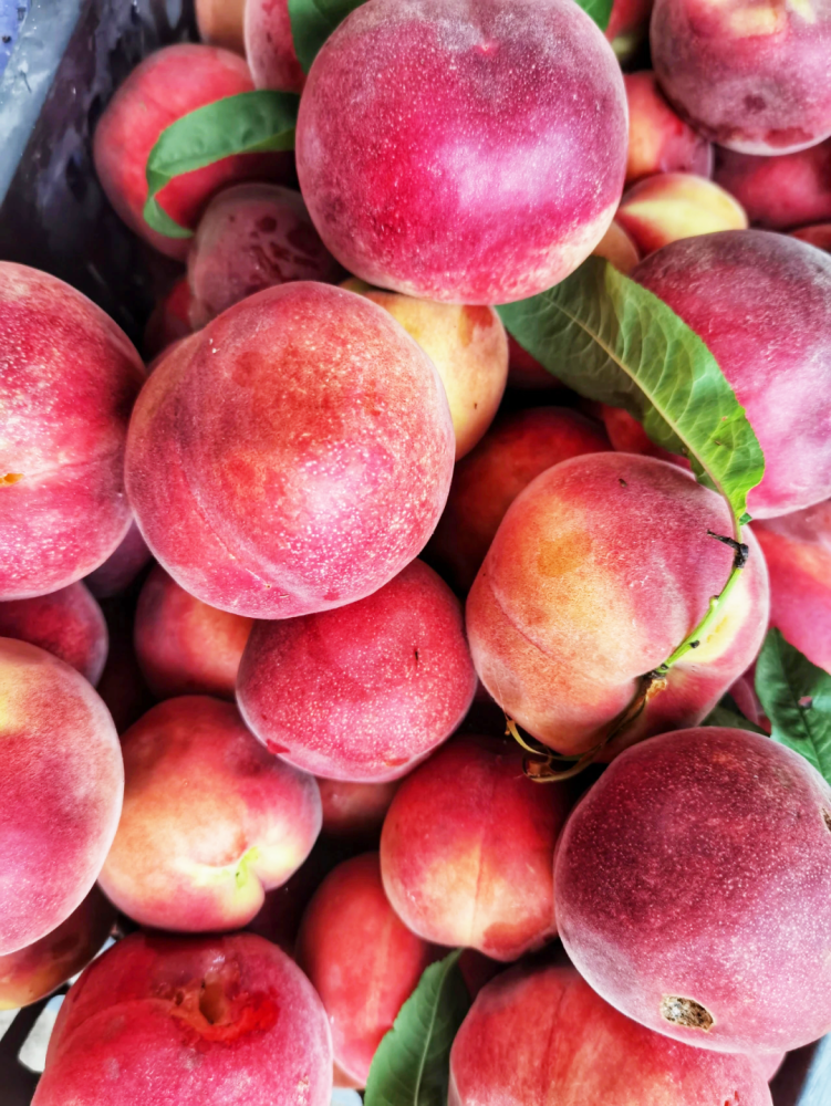 什么桃?对你的爱在劫难逃