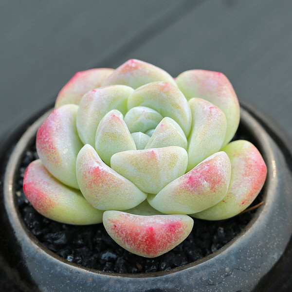 多肉补全计划冰玉