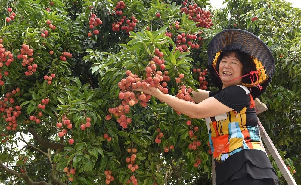 【惠州文脉·创想】文化加持提升品牌附加值 高位谋荔铺就荔农致富路