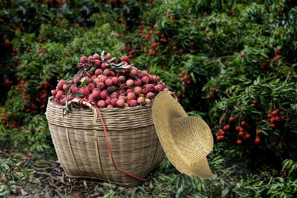 荔枝丰收,果农收获满满一大筐 徐展雄摄来源 | 羊城晚报责编 | 李青