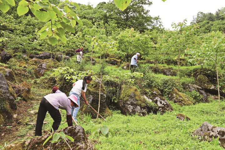 重庆彭水:石漠化治理让荒山披绿变"金山"