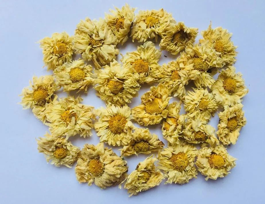 滁菊 腾讯网