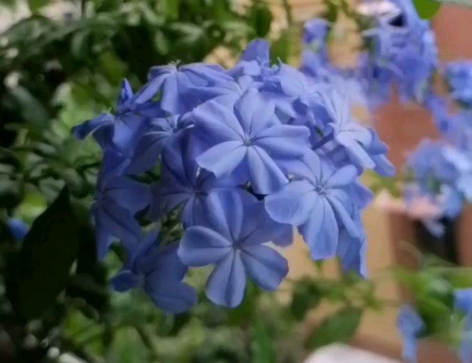 梅雨季节到 天天都下雨 花都快涝死了 腾讯新闻