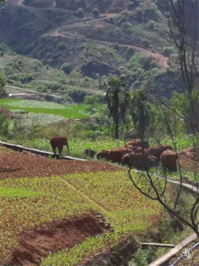 北移象群"转场"了,目前进入峨山县大龙潭乡!_腾讯新闻