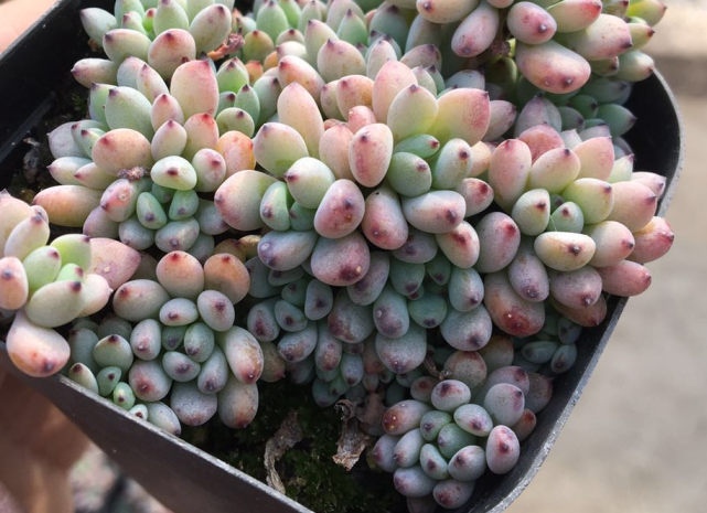 居家盆栽多肉植物黑莓,如何养护好?