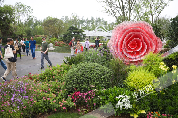 花博会重庆日|百岁金弹子老桩,植物汤底"火锅…来花博会重庆园看