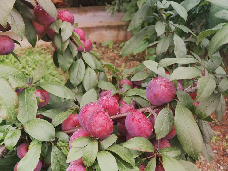 天气舒爽去乐山这些地方摘李子吧