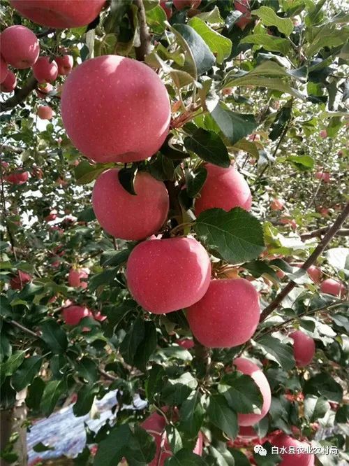 紅富士蘋果樹需肥的7大特點