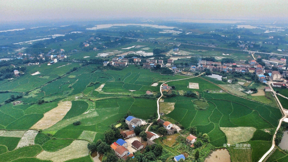岳阳市君山区的早稻.(摄影:@李勇)