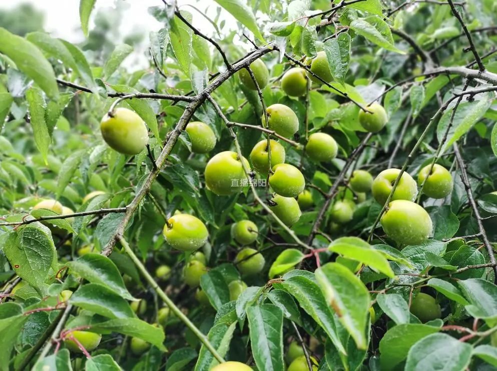 平通万亩果梅迎来大丰收梅酒话梅蜜饯通通给你安排上