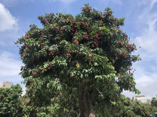 脆甜爽口寮步花果山公园百年荔枝树丰收