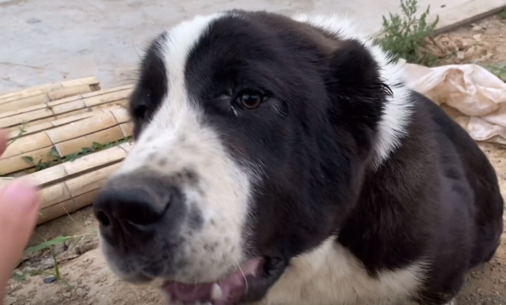 大哥:这种血统就剩它了 - 中亚牧羊犬 - 实验室设备网