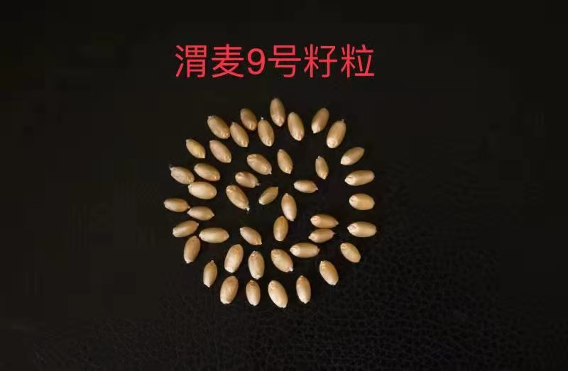 晋麦96小麦种子简介图片