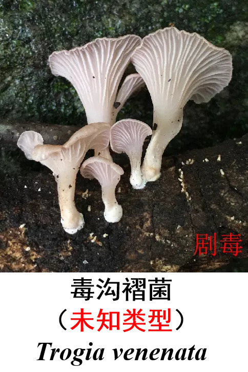 扩转收藏恩施州常见毒蘑菇图谱来了