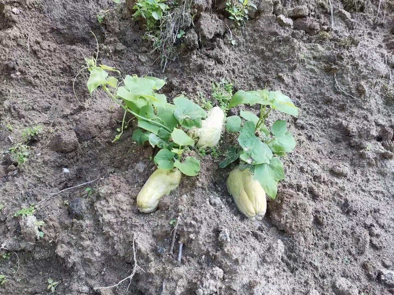 老兵吳仕平:為什麼種植魔芋的同時還養烏骨羊?