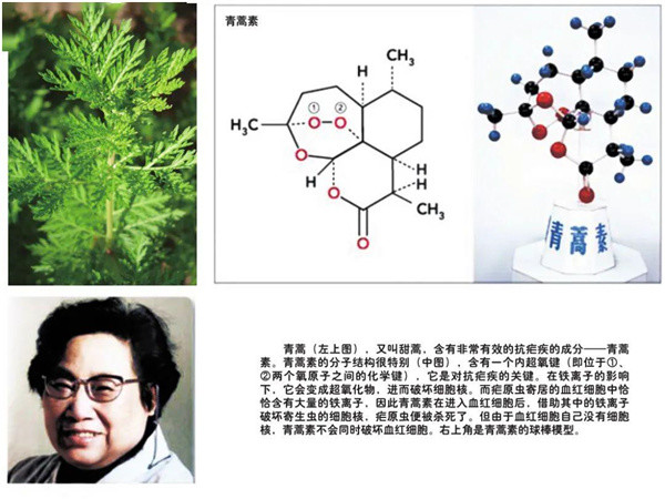 青蒿素究竟是誰發現的張伯禮講了一個笑話卻引發無數人深思