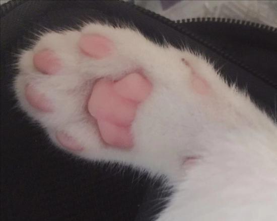 猫咪肉垫的6种类型其实代表着它的性格亲测很准