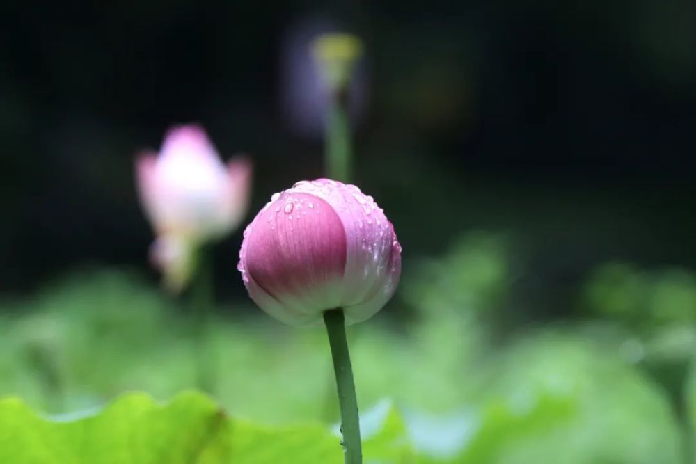 里叶白莲 花开 飞来 欧米度信息网