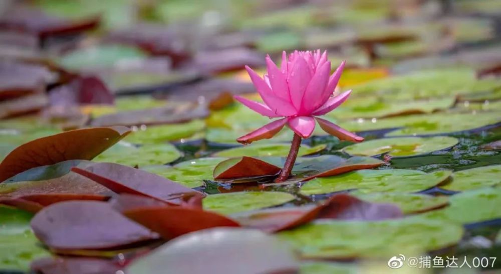大明湖畔的 荷与莲 你分得清吗 腾讯新闻