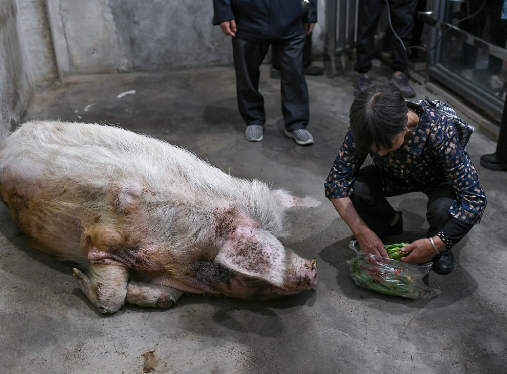 猪坚强去世引争议这只在汶川地震中幸存的动物被捧过头了