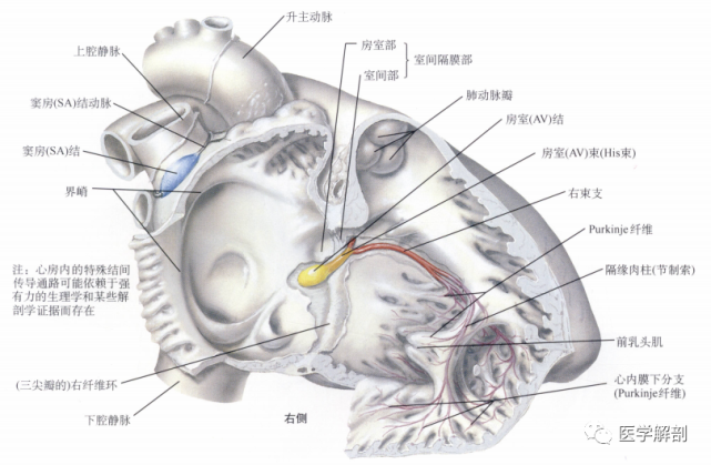 人体解剖学 心 心的传导系统