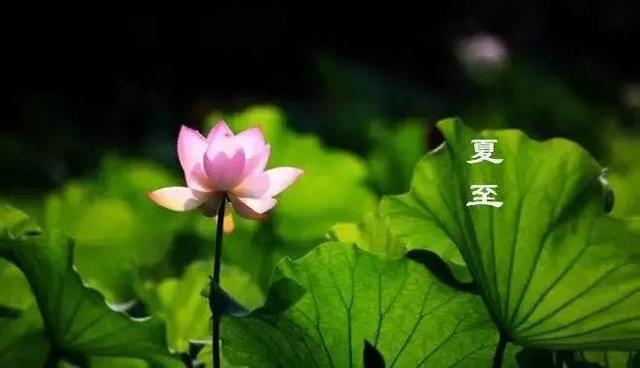 夏至临近,农村夏至习俗"吃三物,避三事,三禁忌,指的是啥?