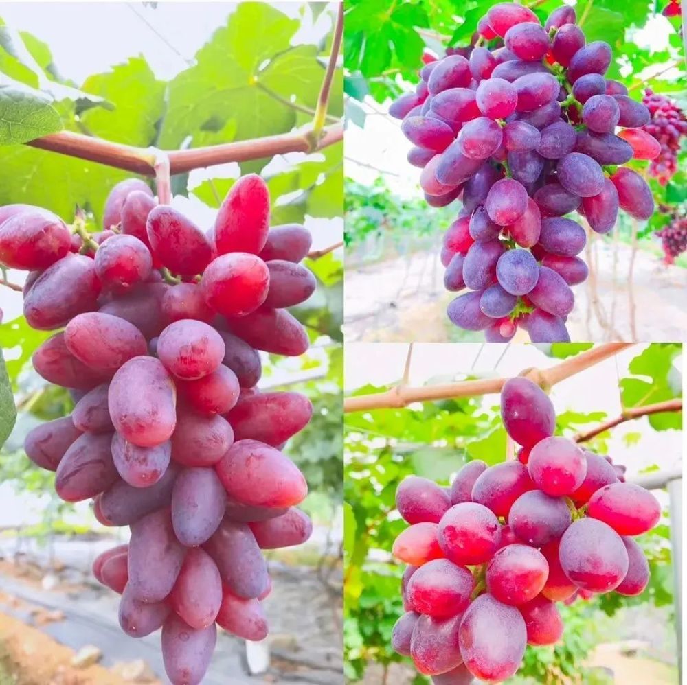 实现夏日"葡萄自由"～来认养一株葡萄树就够了_腾讯新闻