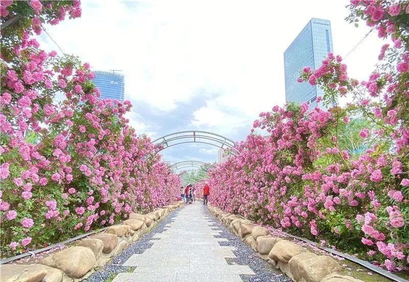 周末打卡长春有条玫瑰长廊位置就在