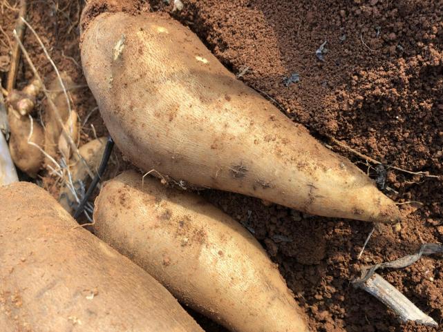 本名菊薯,外国人叫它"阿贡",曾被当"骗术",云南种植后畅销