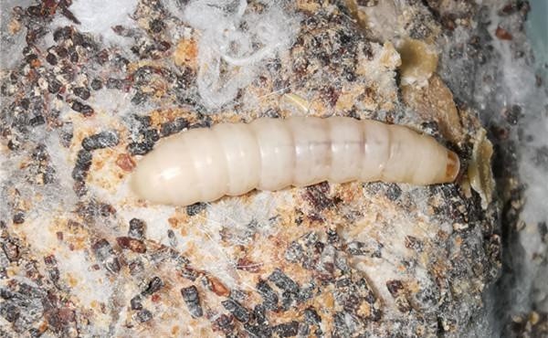 饲养孔雀螳的大蜡螟幼虫.