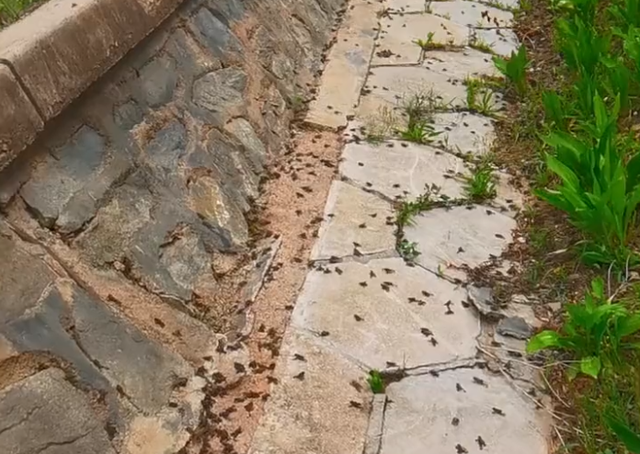 河北女子晨跑发现青蛙大迁徙网友告知可能要地震之后果然应验