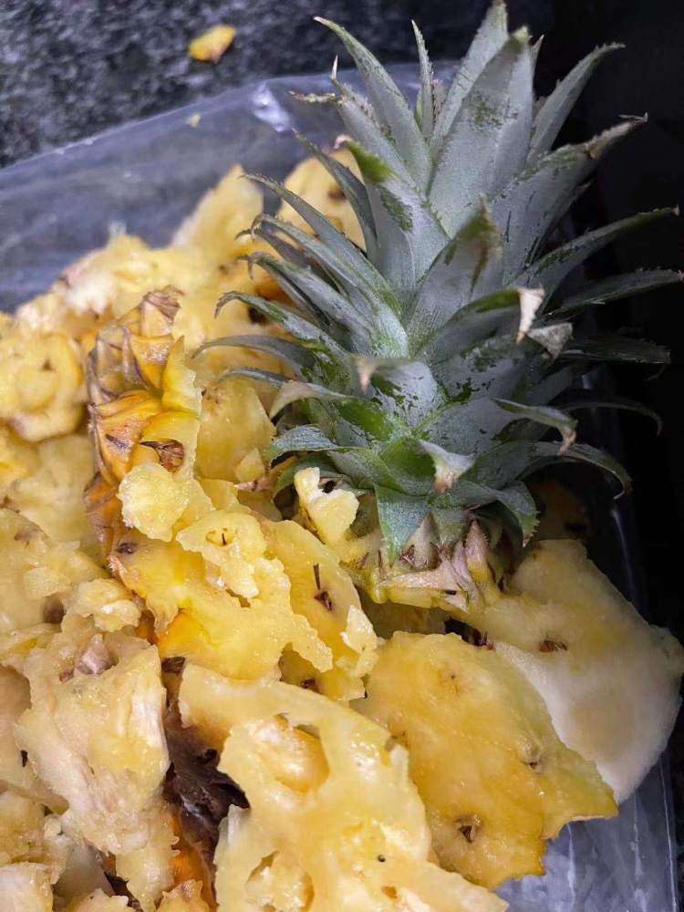 闺蜜送的凤梨烂了舍不得扔切个塑料瓶来扦插3天生根成盆栽