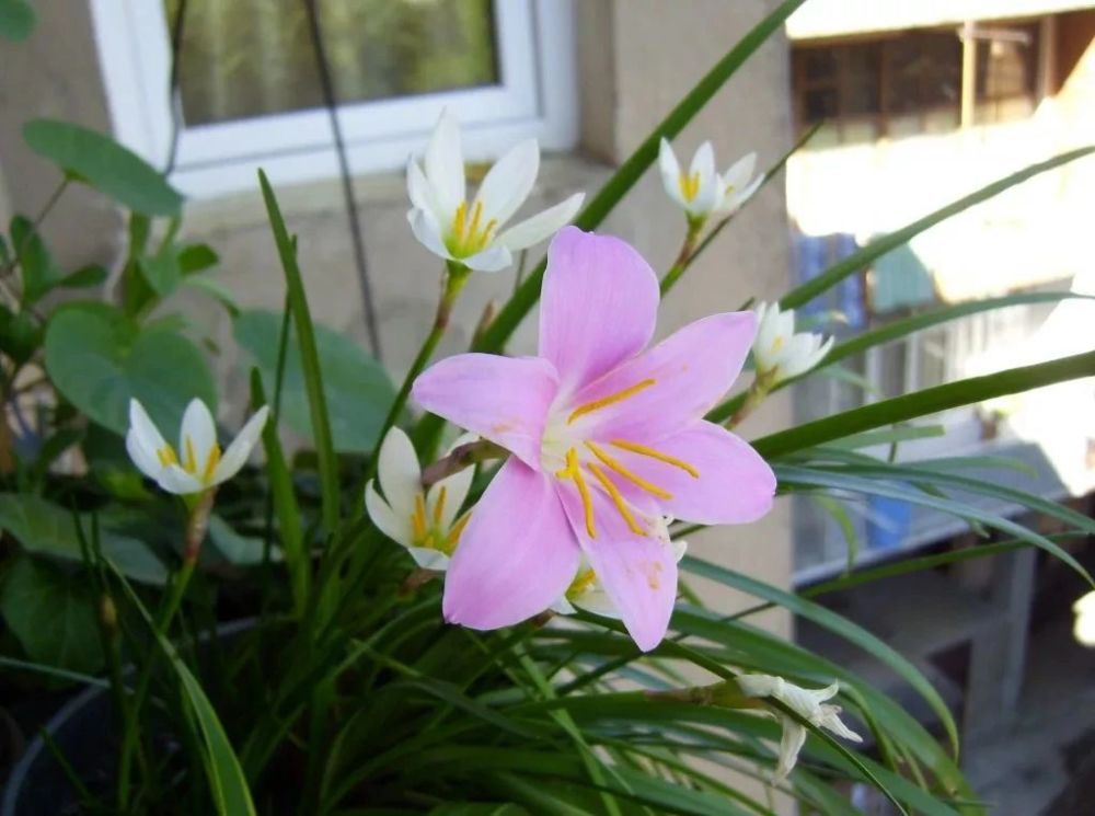 做好几点让盆栽风雨兰花开不停每年可不断繁殖