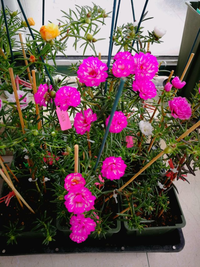 阳台盆栽 新宠 紫蝶 花美若芙蓉 三季有花开 夏天养正合适