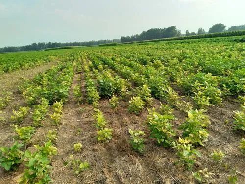 (3)杀草谱广:砜吡草唑可有效地防治狗尾草,马唐,稗草,黍,蜀黍等一系列