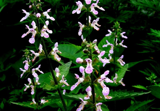 俗称宝塔菜长得像螺丝过去一挖几十斤现在一斤20元