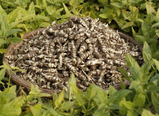 俗称宝塔菜长得像螺丝过去一挖几十斤现在一斤20元