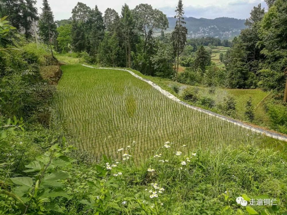 走遍銅仁走進沿河縣夾石鎮大壩村