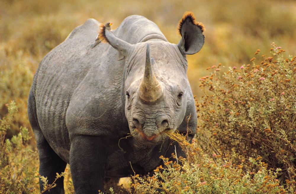 甘肃发现2650万年前巨犀新种,可能是有史以来最大陆地哺乳动物_腾讯新