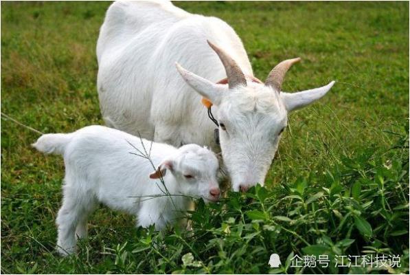 生肖羊 6月28号会与这个人相遇 是你这辈子的大贵人好好珍惜 腾讯新闻